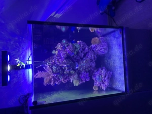 Meerwasser Aquarium komplett 