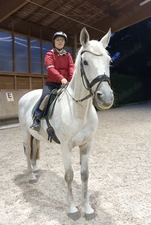 Reitbeteiligung (Mensch sucht Pferd)