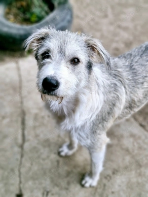 Wer zeigt Spider die Welt?