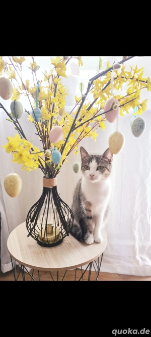 Kätzin 4 Jahre 