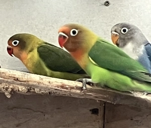 Junge Pfirsichköpfchen mit Geschlechtsgutachten