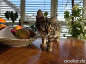 wunderschöne Bengalkitten   Bengal kitten weiblich