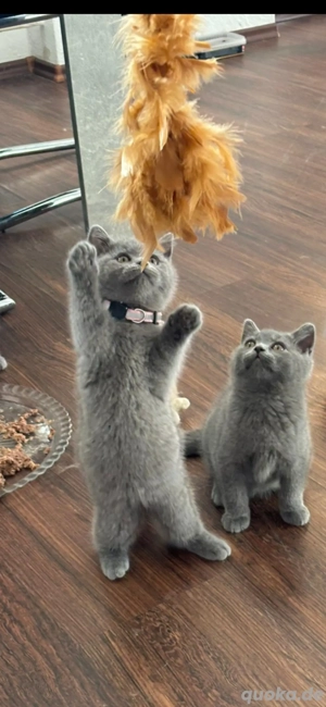 BKH Blau Grau Kitten 