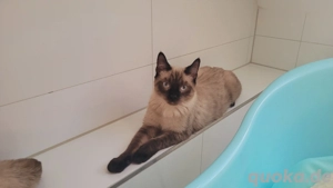 2 Siam Katzen