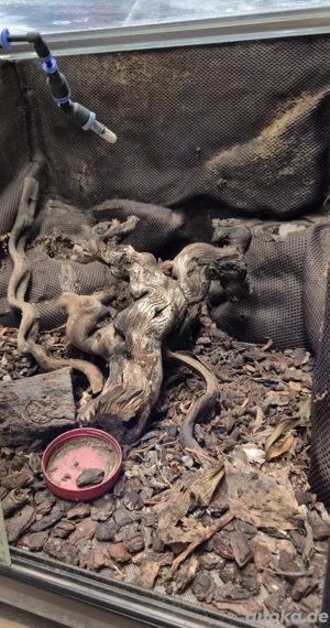 Dendrobaten Terrarien mit Wassergraben und schrägem Boden