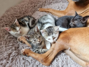 Katzenbabys zu verkaufen 