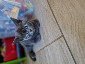 Verkaufe das letzte kleine BKH Mix Mädchen