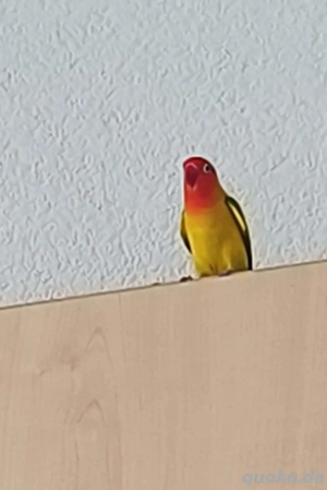 Vögel Pfirsichköpfchen Bild 3