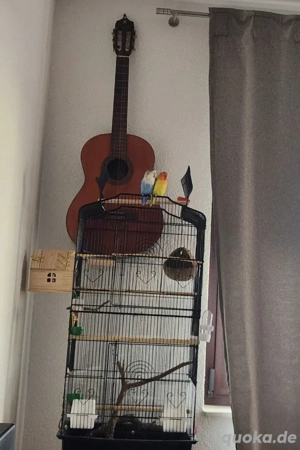 Vögel Pfirsichköpfchen