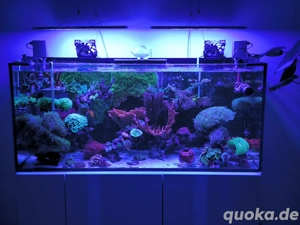 Meerwasser Aquarium 125x50x55 400L komplett