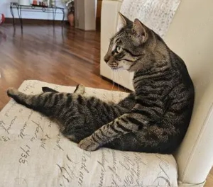 Dicke Freunde Gerry und Nero (ALM) Bild 2