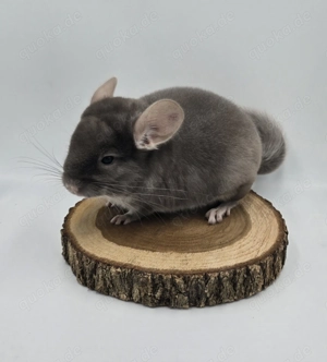 1 Chinchilla Weibchen Braun Pearl zur Abgabe,