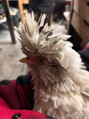 Zwergpaduaner Henne gestruppt mit Hahn abzugeben