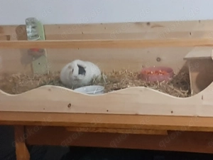 Zu Verkaufen eine Meerschweinchen Familie