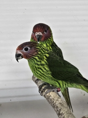 Veilchenlori  Meldepflichtig