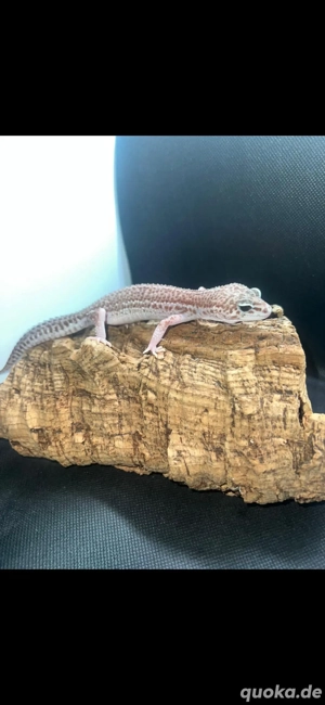 suche leopardengeckos 