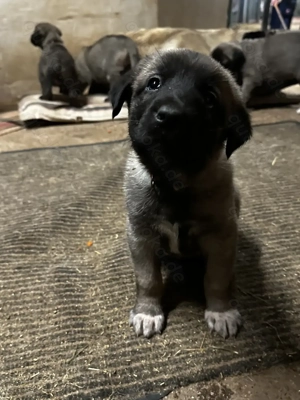  Reinrassige Kangal-Welpen in liebevolle, hundeerfahrene Hände abzugeben 