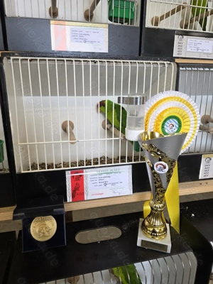 Verkaufe Irislori Vögel sind Meldepflichtig 