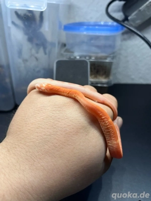 0.1 amel scaleless kornnattern ....