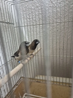 zuchtfähige mövchen 