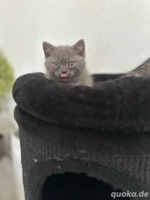 BKH kitten Farbe Blue