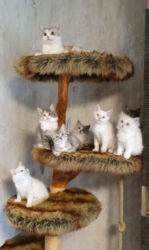 Mix Kitten (Heilige Birma und BKH mix) 21.08.2025 geboren