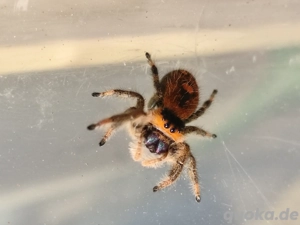 Phidippus regius Everglades 