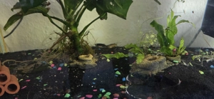 Zebraberlinge Bild 2