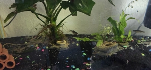 Zebraberlinge Bild 3