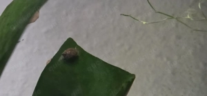 Spitzblasenschnecken