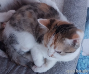 3 kitten Glückskatzen 