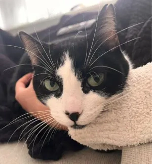 Ruhige Amelia (ALM) in Mannheim