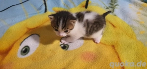 2 farbiges EKH kitten