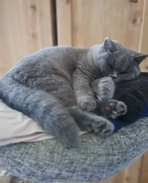 Britisch kurzhaar blau mit Stammbaum weiblich