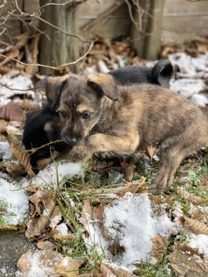 Süße Terrier-Pudel-Mischlingswelpen suchen liebevolles Zuhause