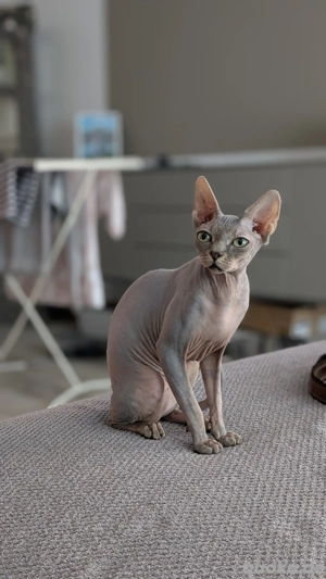 Sphynx Mädchen 