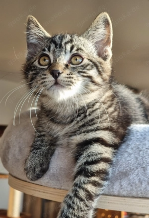 Ein süßes Kätzchen sucht ein neues zu Hause 