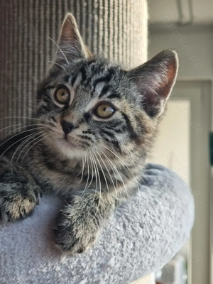 Süßes Kätzchen sucht ein neues zu Hause 