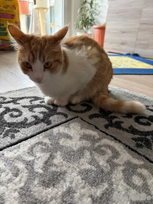 EKH Kater , 1,5 Jahre alt rot  weiss 