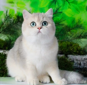 Seltene Blau-Gold Prinzessin   Reinrassig und liebevoll