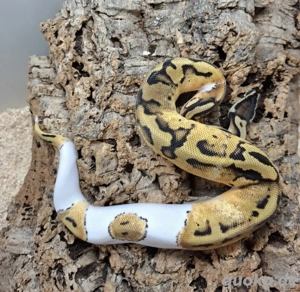 1.0 OD Pastel Pied 
