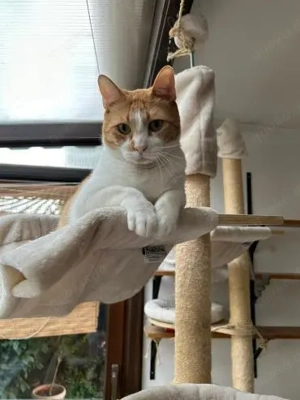 Liebenswerter Junior in Hockenheim (ALM)