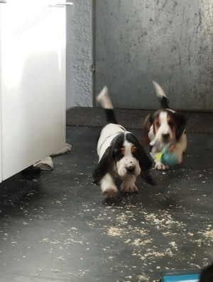 Basset Hound Welpen