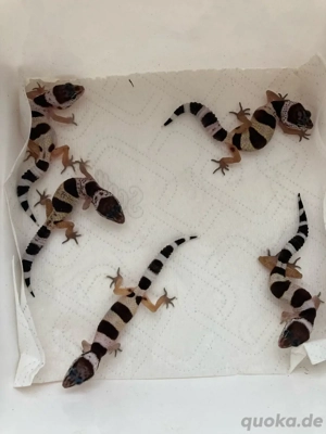 Leopardgeckos