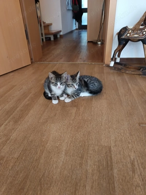 ..wir sind Sternchen, die eure Augen leuchten lassen..