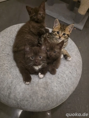 BKH-Mischlings kitten zum abgeben