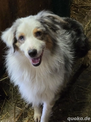 toller Mini Australien Sheppards Rüde 