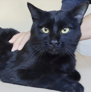 HORUS- Leukose positiv! gutmütig, menschenbezogen, sehr sozial