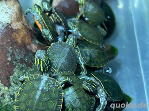Wasserschildkröte - Zierschildkröten - Picta Belli