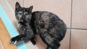 Junge Katzen abzugeben 